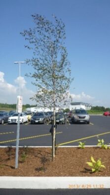 A bioretention facility in a parking median.