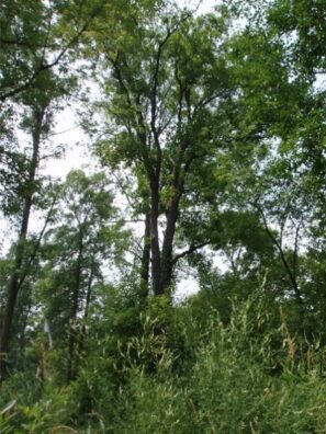 Mature trees and shrubs.