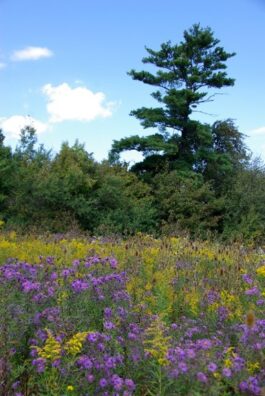 A field of yellow and purple flowers in front of trees.