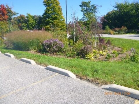 A bioretention retrofit in a parking lot planted with perennials, shrubs and small trees.